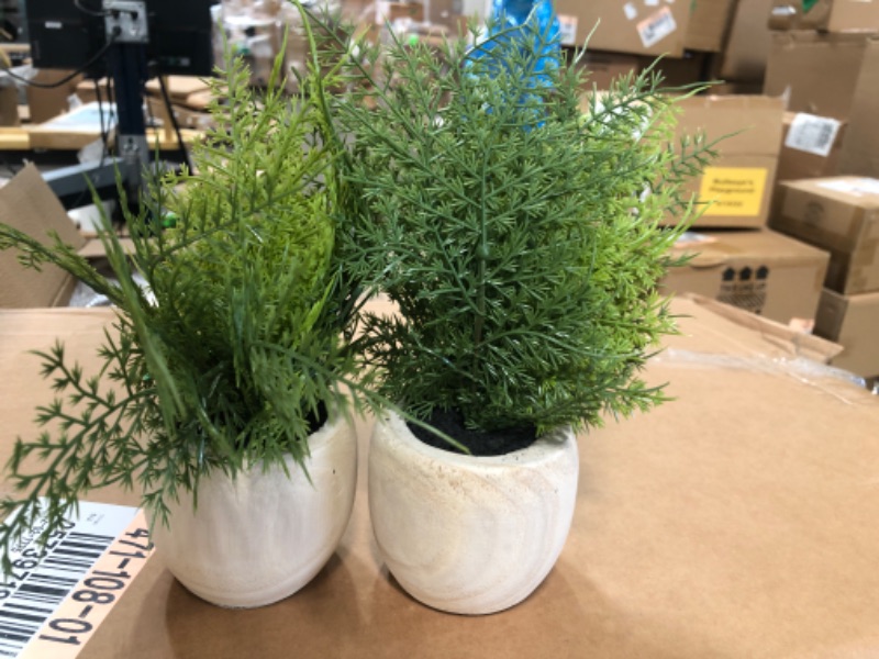 Photo 2 of 2 PACK*
Sm Asparagus Fern - Threshold
