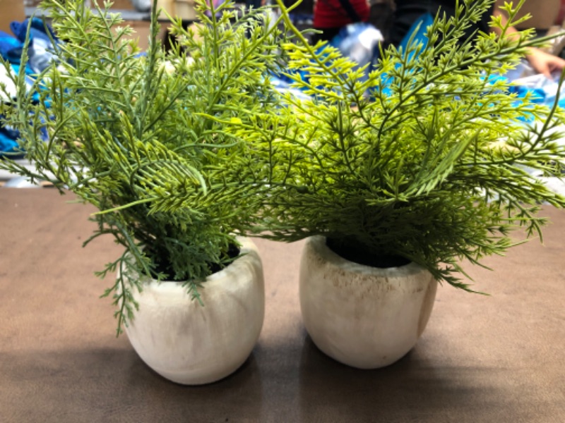 Photo 2 of 2 Pack Bundle of Sm Asparagus Fern - Threshold
