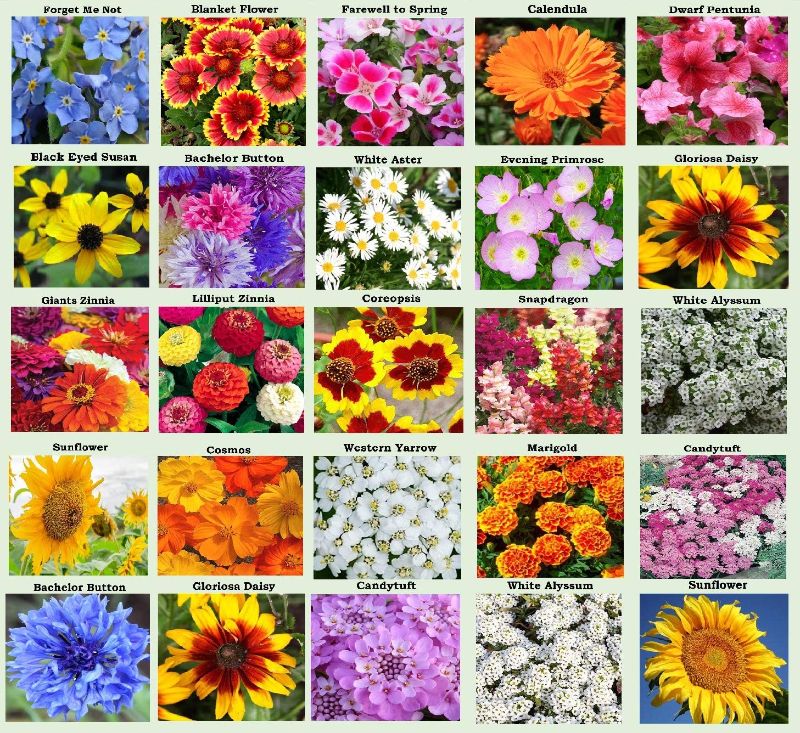 Photo 1 of 25 Heirloom Flower Seed Packets Including 20+ Varieties Flower Seeds - Forget Me Not, Sunflower, Marigold, Zinnia Lilliput, Snapdragon, Hummingbird & Butterfly Wildflower Seeds and More