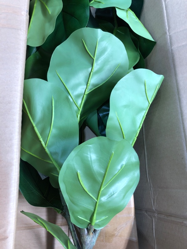 Photo 2 of 2 OF- Large Fiddle Leaf Potted - Threshold™

