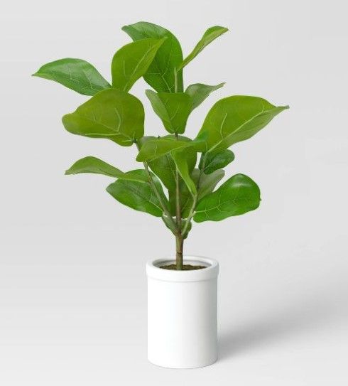 Photo 1 of 2 pack - Large Fiddle Leaf Potted - Threshold™

