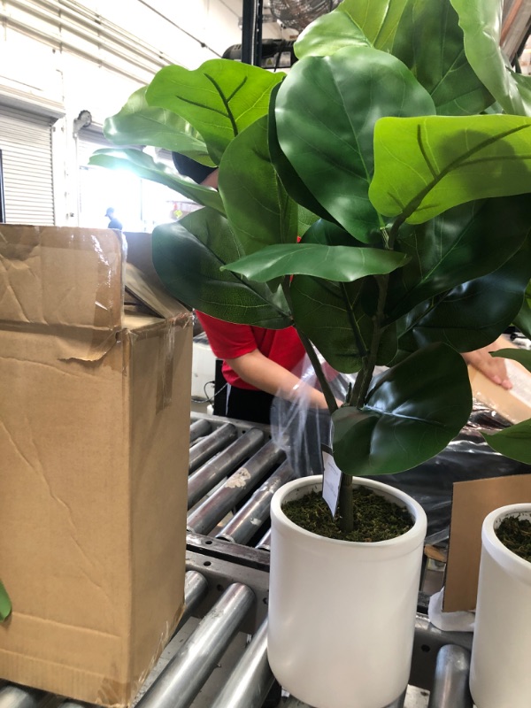 Photo 2 of Large Fiddle Leaf Potted - Threshold™

