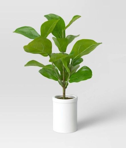 Photo 1 of 2 pack Large Fiddle Leaf Potted - Threshold™ 32 Inches (H) x 17 Inches (W) x 15 Inches (D)

