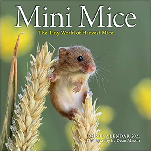 Photo 1 of ** SETS OF 2 **
Mini Mice Mini Wall Calendar 2021: The Tiny World of Harvest Mice Calendar – Mini Calendar, June 23, 2020
