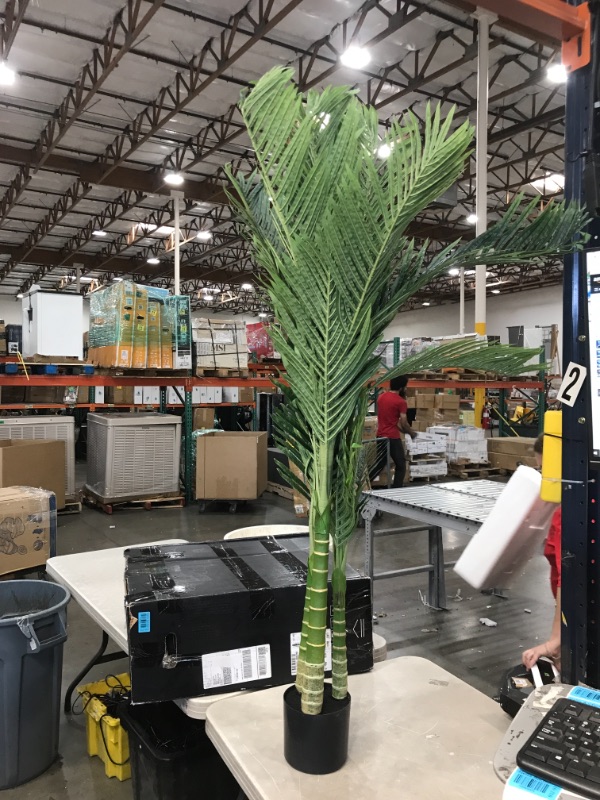 Photo 2 of  4ft. Golden Cane Palm Tree,Green
