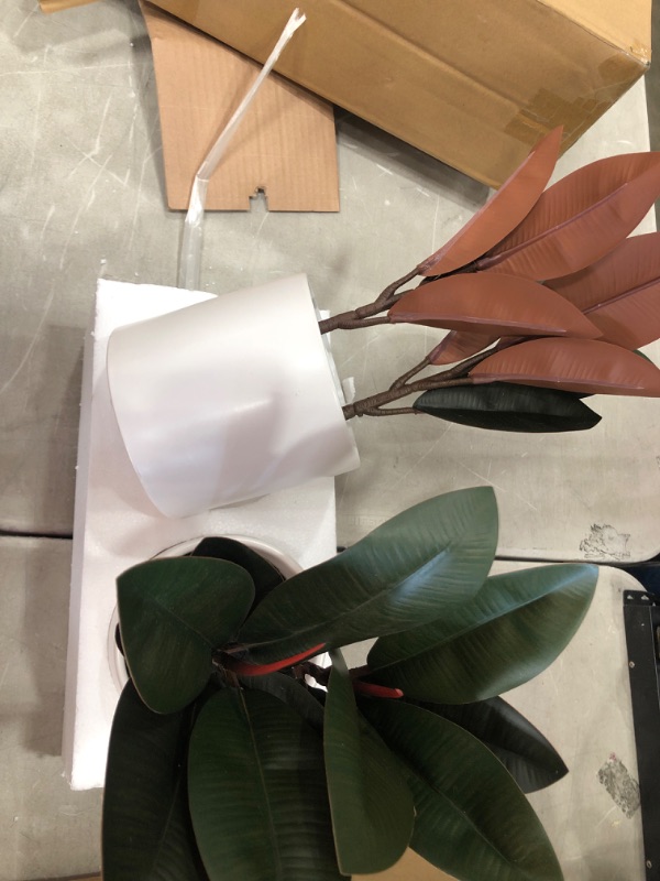 Photo 2 of **SET OF 2* 15" X 10" Artificial Rubber Plant in Ceramic Pot - Project 62™
