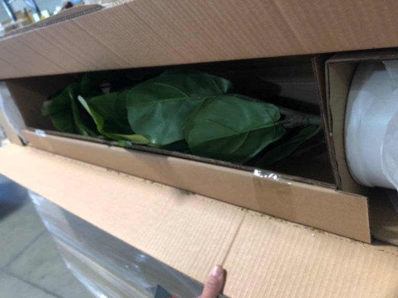 Photo 1 of 2-Large Fiddle Leaf Potted - Threshold™

