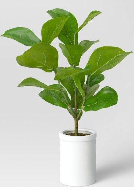 Photo 1 of **2 PLANTS**
Large Fiddle Leaf Potted - Threshold™