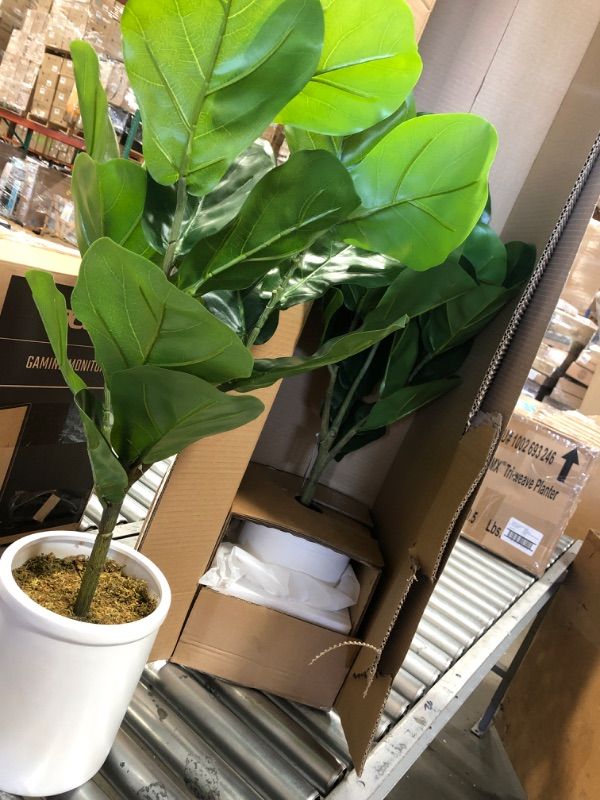 Photo 2 of **2 PLANTS**
Large Fiddle Leaf Potted - Threshold™