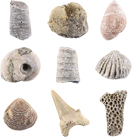 Photo 1 of 2 Packs of CrystalTears Fossil Collection Kit Natural Irregular Rock and Mineral Fossil Specimens Quartz Crystals Stones Box for Education Science