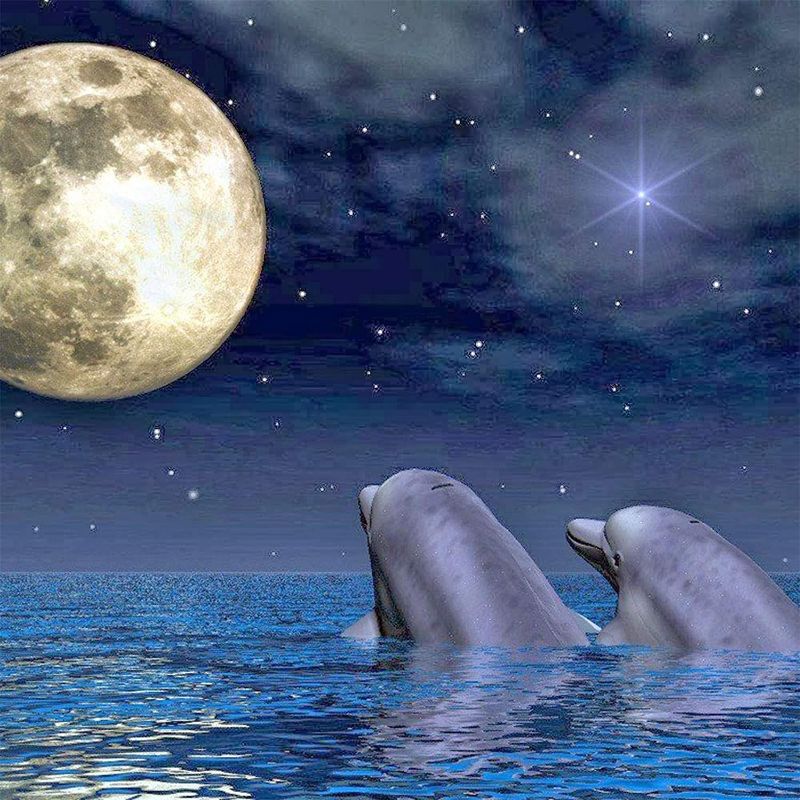 Photo 1 of **SET OF 2** Hrank 5D DIY Diamond Painting Dolphins by Number Kits for Adults and Kids,Romantic Night of Dolphins Round Full Drill Cross Stitch Arts Craft for Home Wall Art Decor,11.8"W x 11.8"L(30cm x 30cm)
