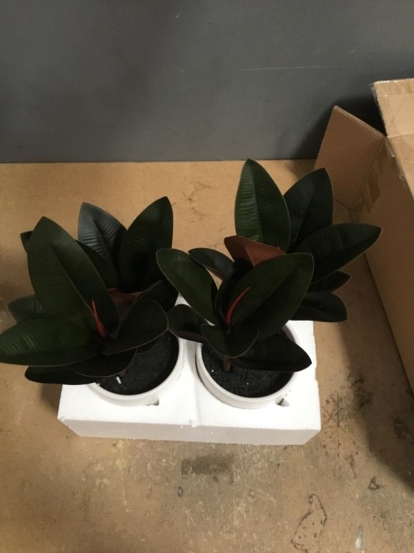 Photo 3 of 2 15" X 10" Artificial Rubber Plant in Ceramic Pot - Project 62™