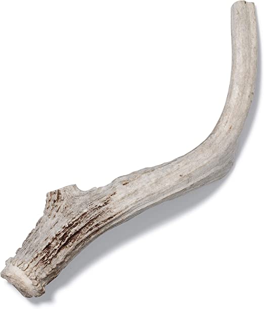 Photo 1 of Antler Dog Chew from Pet Expertise, X-Large 8"-10" Long, 1 Piece
