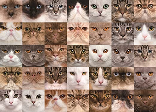 Photo 1 of 1000 Piece Puzzle for Adults- 1000 Piece Puzzles- Puzzle 1000 Pieces- Jigsaw Puzzles for Adults- Lovely Cats- Cats Group Photo- Sided Jigsaw Puzzle- Additional Puzzle Mat

