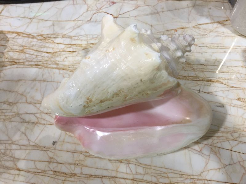 Photo 2 of DECORATIVE SEA SHELL