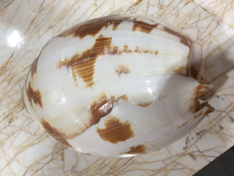 Photo 1 of DECORATIVE SEA SHELL