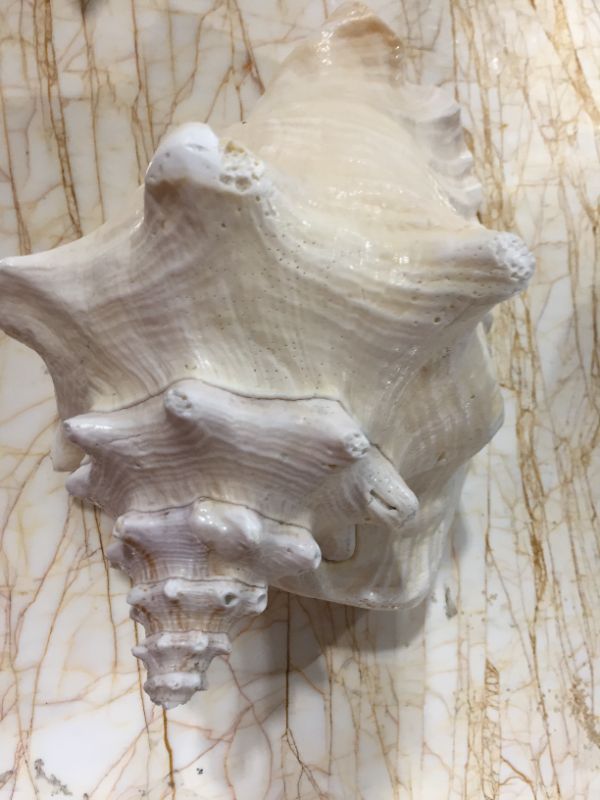 Photo 1 of decorative sea shell 