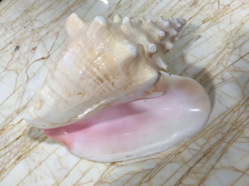 Photo 2 of DECORATIVE SEA SHELL