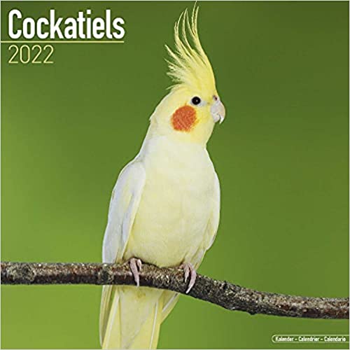 Photo 1 of Cockatiels Calendar - Calendars 2021 - 2022 Wall Calendars - Bird Calendars - Monthly Wall Calendar by Avonside Calendar – Wall Calendar, July 30, 2021 2 pack 
