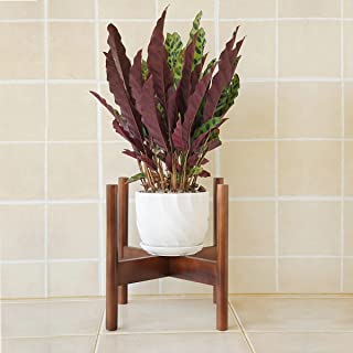 Photo 1 of BITLIFUN Plant Stand Mid Century Wood Pot Stand Indoor (Plant & Pot Not Included),Rustic Flower Pot Holder Plants Display Rack,Fits Up to 10" Pot Planter, Walnut-10''
