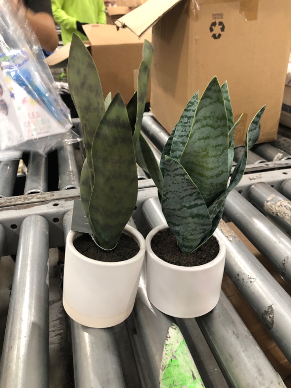 Photo 2 of 2pcks of Small Snake Plant in Ceramic Pot White - Threshold
