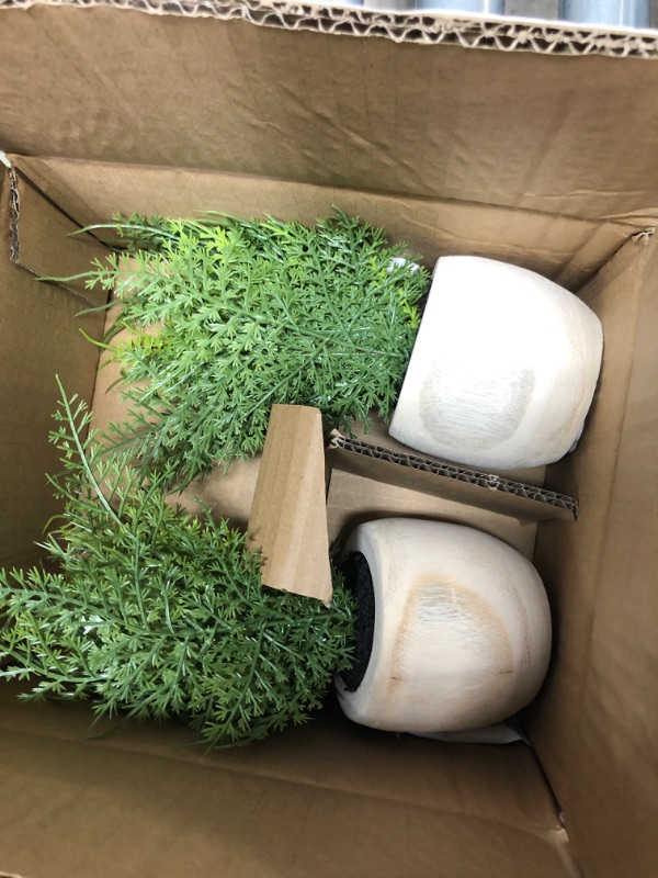 Photo 1 of 2 pack Sm Asparagus Fern - Threshold