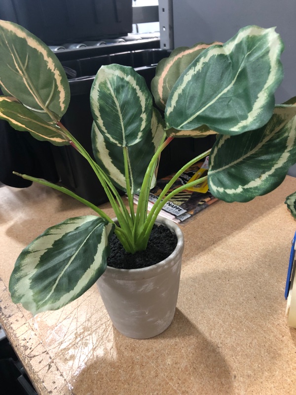 Photo 2 of 14 X 16 Faux Calathea Plant in Ceramic Pot - Hearth & Hand with Magnolia
