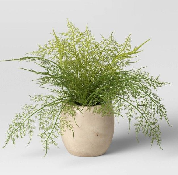 Photo 1 of 2 pack - SMALL Asparagus Fern - Threshold™

