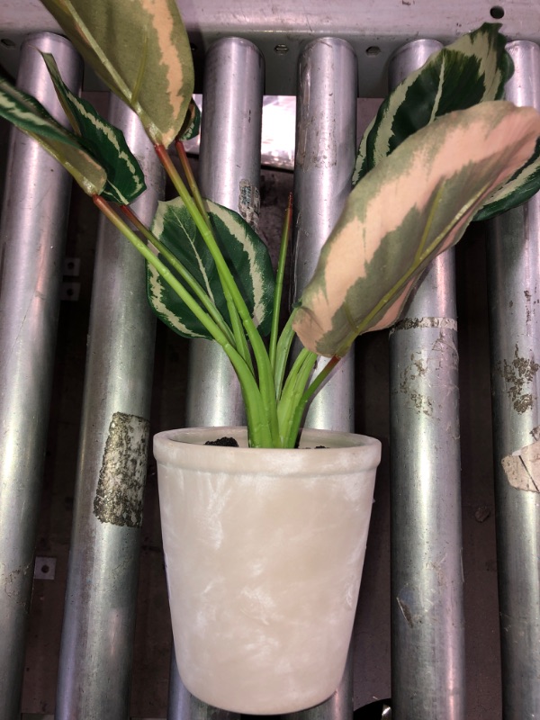 Photo 2 of  Faux Calathea Plant in Ceramic Pot - Hearth & Hand with Magnolia
