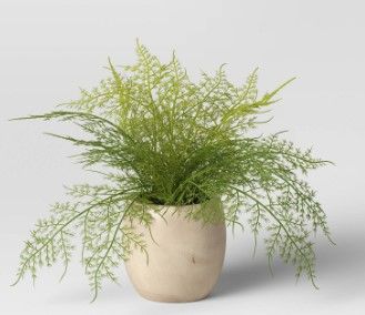 Photo 1 of 4 PACK: Sm Asparagus Fern - Threshold™

