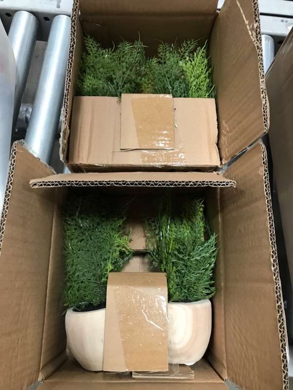 Photo 2 of 4 PACK: Sm Asparagus Fern - Threshold™

