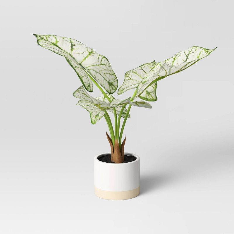 Photo 1 of 2ct Caladium in White Ceramic Pot - Threshold™