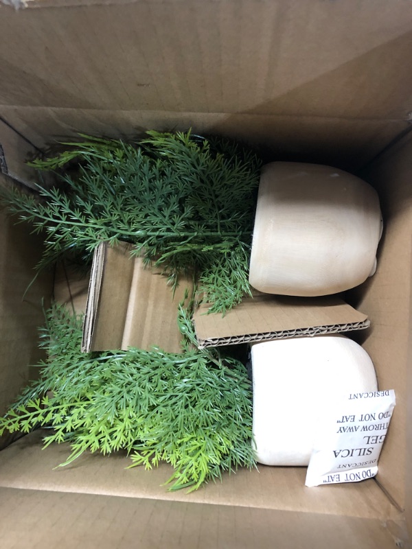 Photo 2 of 2 pack -Sm Asparagus Fern - Threshold