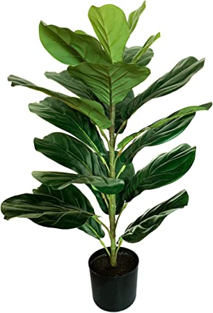 Photo 1 of Fergal Acritical Plants 2 Pack s30 Inches Fiddle Leaf Fig Plant