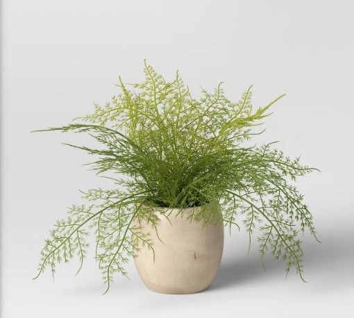 Photo 1 of **SET OF 2**Sm Asparagus Fern - Threshold™

