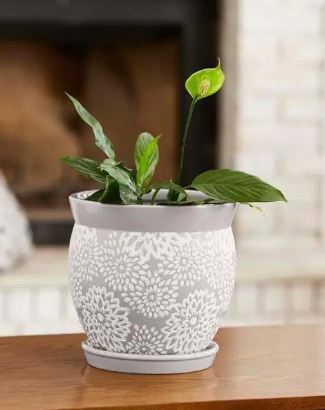 Photo 1 of 2 pots
Southern Patio
Farrah 9.1 in. x 9.1 in. Gray Ceramic Indoor Pot