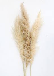 Photo 1 of 80 Pcs Pampas Grass 22" inch