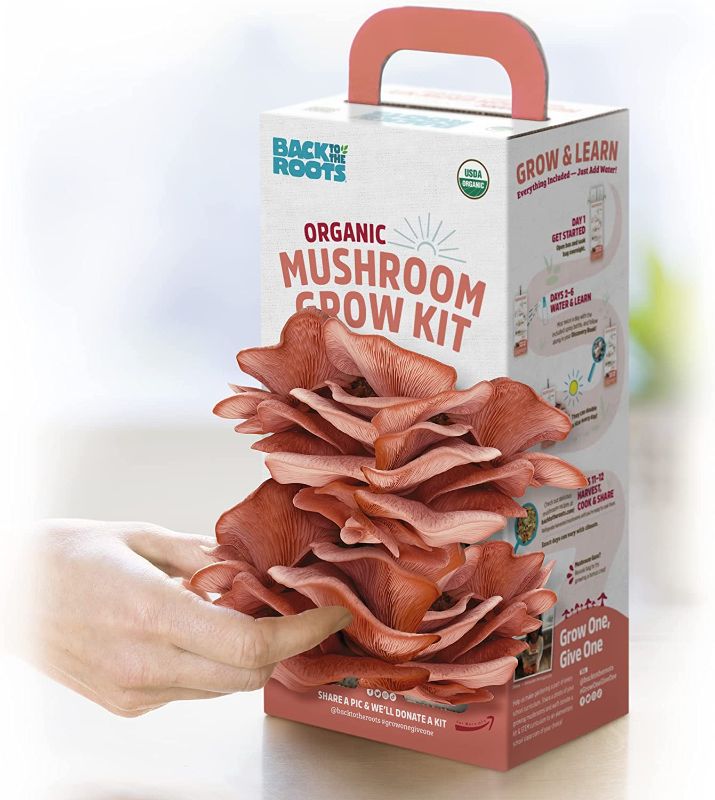 Photo 1 of Back to the Roots Organic Mushroom Grow Kit - Oyster and Pink Mushroom 2-Pack Variety - Indoor Non-GMO Growing Kit - Produces 3-4 Servings and Grows in 10 Days
