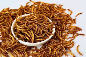 Photo 1 of 10 Lbs Dried Mealworms Not For Human Consumption 