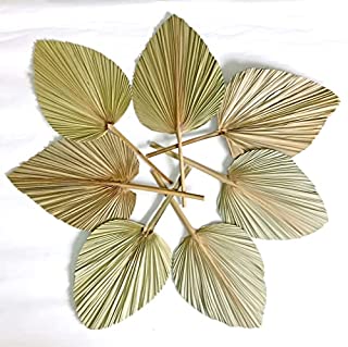 Photo 1 of 7 Pieces 19" H x 9" W Dried Palm Leaves Natural Dried Fan Leaf Palm Fronds 10 Stems of Natural Dried Pampas Grass for Home Decor (B0962XQ69R)
