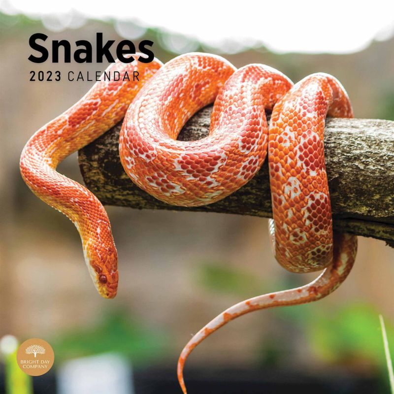 Photo 1 of 
Snake Calendar 