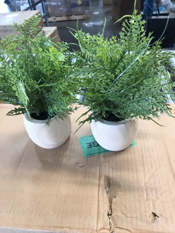 Photo 2 of 2 Pack Sm Asparagus Fern - Threshold™