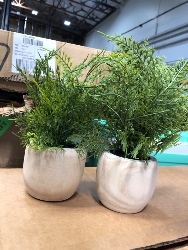 Photo 2 of 2 PACK*
Sm Asparagus Fern - Threshold™

