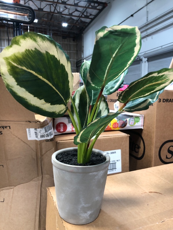 Photo 2 of 14" x 16" Faux Calathea Plant in Ceramic Pot - Hearth & Hand™ with Magnolia

