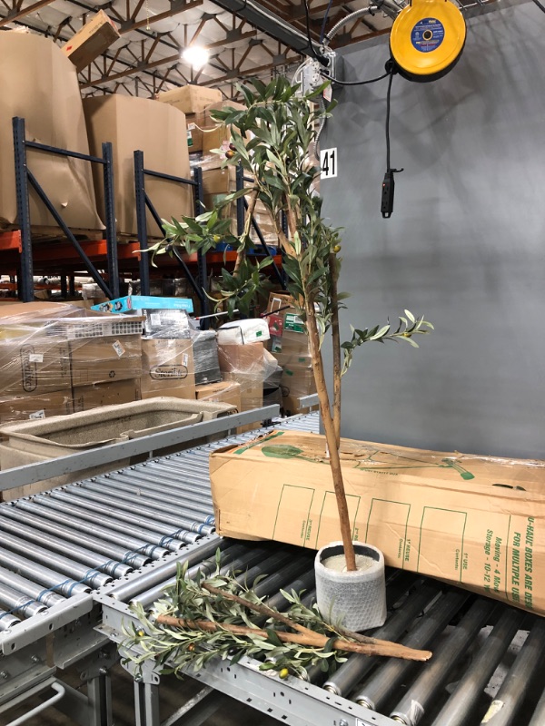 Photo 1 of Nearly Natural 82” Olive Artificial Silk Trees Green
