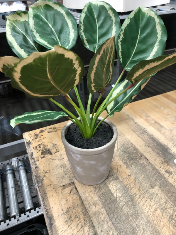 Photo 2 of 14 X 16 Faux Calathea Plant in Ceramic Pot - Hearth & Hand with Magnolia
