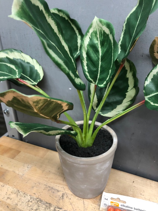 Photo 2 of 14 X 16 Faux Calathea Plant in Ceramic Pot - Hearth & Hand with Magnolia
