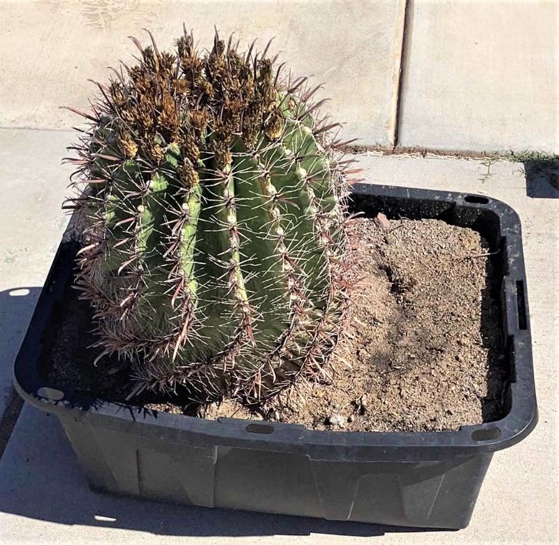 Photo 1 of LARGE BARREL CACTUS 15” X 32”
