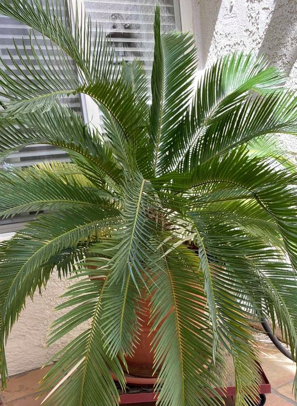 Photo 1 of LIVE SAGO PALM IN POT ON STAND WITH WHEELS MEASUREMENT  PLANT FROM TOP OF POT 50” X H33”