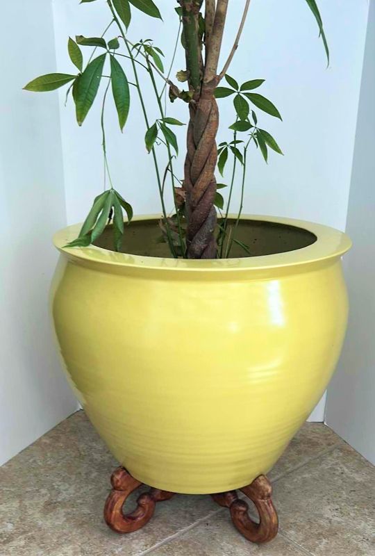 Photo 1 of LARGE YELLOW CERAMIC POTTERY W WOOD STAND AND LIVE MONEY TREE (POT IS 19” x 17”)